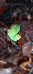 Symphyta