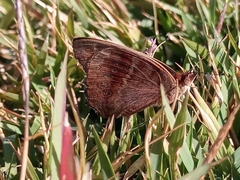 Junonia