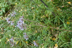 Aster tataricus