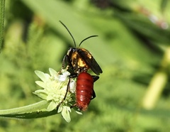 Sphex habenus