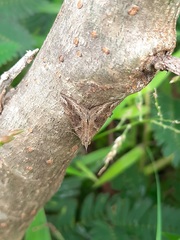 Hypena laceratalis