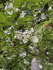 Hydrangea paniculata