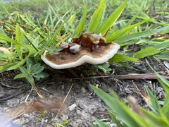 Ganoderma