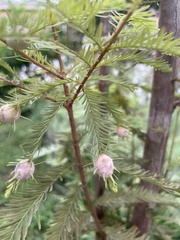 Taxodiomyia cupressiananassa