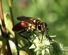 Sphex habenus