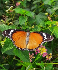 Hypolimnas misippus