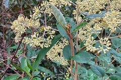 Pomaderris elliptica
