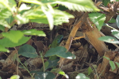 Lacerta bilineata