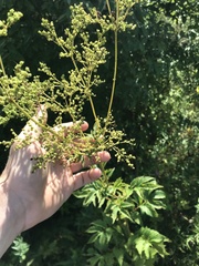 Filipendula