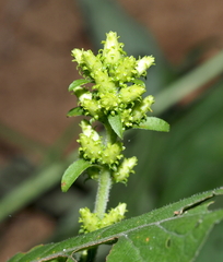 Solidago squarrosa
