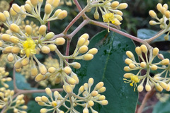 Pomaderris elliptica