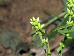 Solidago squarrosa