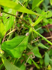 Cheilomenes sexmaculata