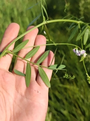Vicia biennis