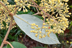 Pomaderris elliptica