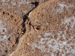 Ctenophorus maculosus