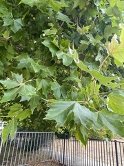 Platanus × hispanica