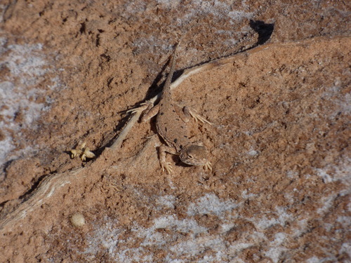 Lake Eyre Dragon, Ctenophorus maculosus