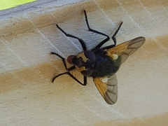 Mesembrina meridiana