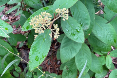 Pomaderris elliptica