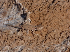 Ctenophorus maculosus