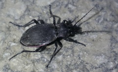 Carabus violaceus