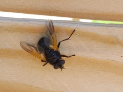 Mesembrina meridiana