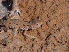 Ctenophorus maculosus