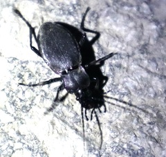 Carabus violaceus