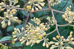 Pomaderris elliptica