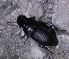 Carabus violaceus