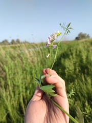 Vicia biennis