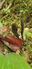 Geoglossum