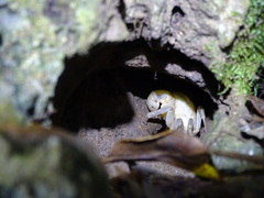 Geothelphusa albogilva