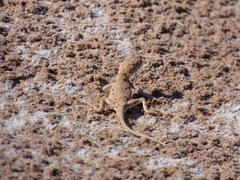 Ctenophorus maculosus