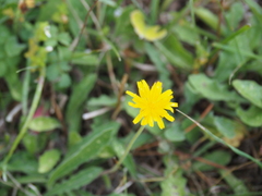 Asteraceae