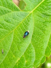 Celyphidae