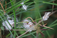 Eriophorum