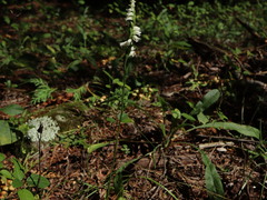 Spiranthes casei