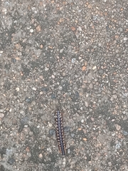 Asiomorpha coarctata