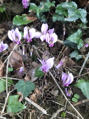 Cyclamen hederifolium