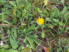 Asteraceae