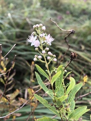 Spiraea alba