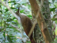 Dendrocolaptes platyrostris