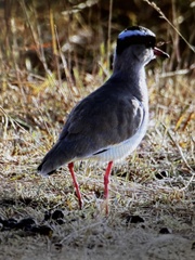Vanellus coronatus