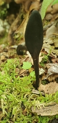 Geoglossum