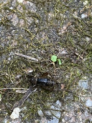 Eunemobius carolinus