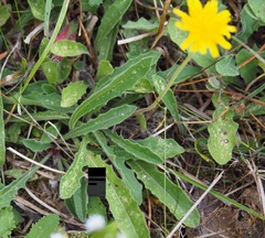 Asteraceae