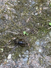 Eunemobius carolinus