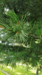 Pinus sibirica